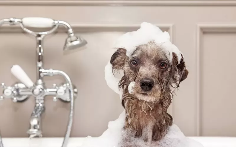 Compagnie aeree che accettano Animali